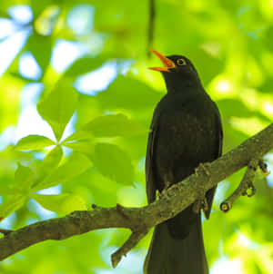 A Chorus Of Chirping Birds In Branches Wallpaper