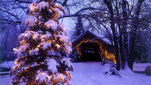 A Christmas Tree Is Lit Up In The Snow Wallpaper