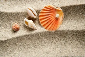 A Clam Shell Wallpaper