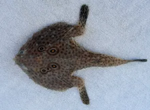 A Close-up Encounter With A Batfish Wallpaper