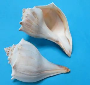 A Close-up Encounter With A Whelk Shell Wallpaper