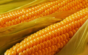 A Close-up Image Of Vibrant Yellow Corn Kernels On The Cob Wallpaper