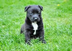 A Close Up Of A Beautiful Black Pitbull Wallpaper