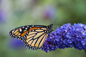 A Close Up Of A Beautiful Butterfly Bush Wallpaper