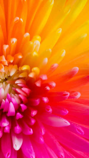 A Close Up Of A Brightly Colored Flower Wallpaper