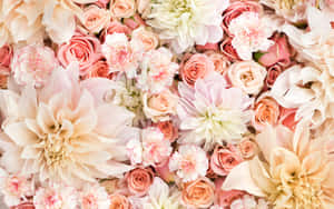 A Close Up Of A Bunch Of Flowers Wallpaper