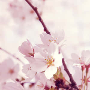 A Close Up Of A Cherry Blossom Tree Wallpaper