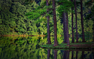 A Close-up Of A Forest Green Tree Wallpaper