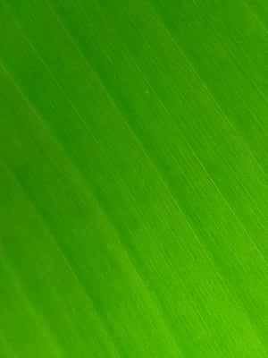 A Close Up Of A Green Leaf Wallpaper