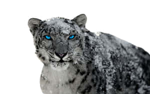 A Close-up Of A Majestic Snow Leopard Wallpaper