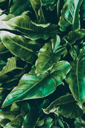 A Close Up Of A Plant With Green Leaves Wallpaper