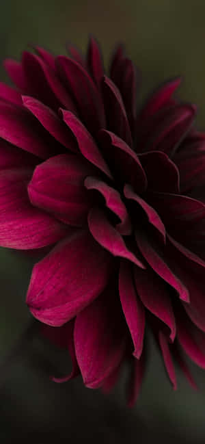 A Close Up Of A Purple Flower Wallpaper