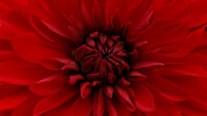 A Close Up Of A Red Flower Wallpaper