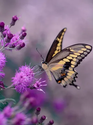 A Close-up Of A Vibrant Orange Butterfly Wallpaper