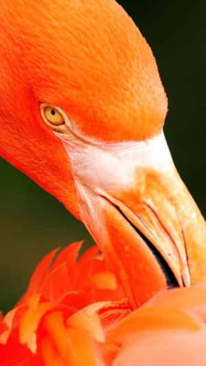 A Close Up Of A Vibrant Pink Flamingo Glimmering In The Summer Sun Wallpaper