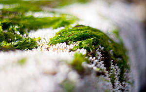 A Close-up Of Beautiful Grass And Snow Wallpaper