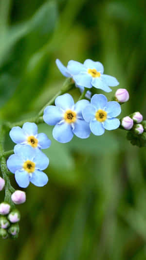 A Close Up Of Blue Flowers With Yellow Centers Wallpaper