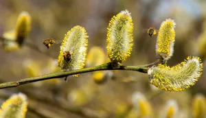 A Close-up Of Honey Bees Collecting Nectar From Vibrant Spring Blossoms Wallpaper