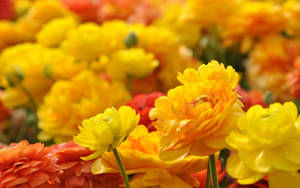 A Close Up Of Many Yellow And Orange Flowers Wallpaper