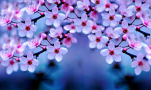 A Close Up Of Pink Flowers On A Branch Wallpaper