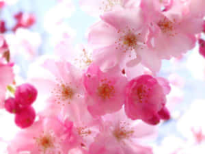 A Close Up Of Pink Flowers On A Tree Wallpaper