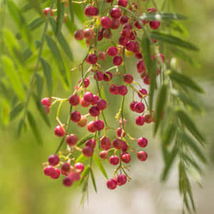 A Close-up Of Pink Peppercorns On A Rustic Wooden Table Wallpaper