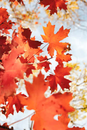 A Close Up Of Red Maple Leaves Wallpaper