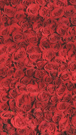 A Close Up Of Red Roses In A Vase Wallpaper