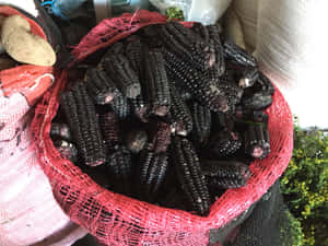 A Close-up Of Vibrantly Colored Purple Corn Wallpaper