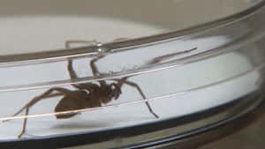 A Close-up Shot Of A Brown Recluse Spider On A Web. Wallpaper