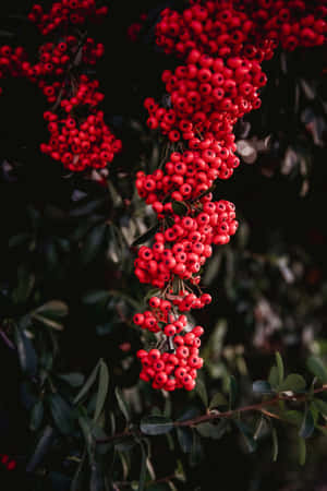 A Close-up Shot Of Pink Peppercorns Wallpaper