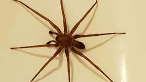 A Close-up View Of A Brown Recluse Spider On A Leaf Wallpaper