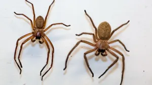 A Close-up View Of A Brown Recluse Spider On A Web Wallpaper