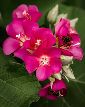 A Close-up View Of Bees Collecting Nectar From Vibrant Spring Blossoms. Wallpaper