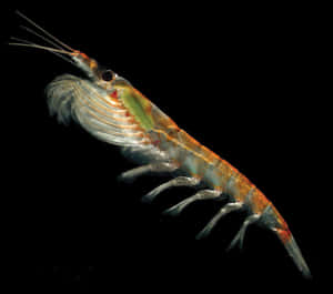 A Close-up View Of Flourishing Krill In Ocean Wallpaper