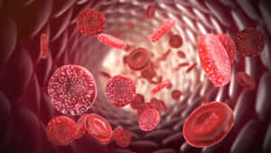 A Close-up View Of Human Red Blood Cells Wallpaper