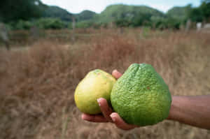 A Close-up View Of Vibrant, Fresh Ugli Fruits. Wallpaper