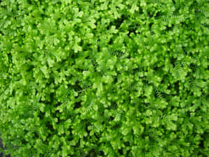 A Close-up View Of Vivid Green Plant Texture Wallpaper