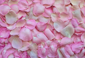 A Closeup Of A Beautiful Rose Petal Wallpaper