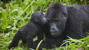 A Closeup Of A Regal Mountain Gorilla Found In Their Habitats At Volcanoes National Park In Africa. Wallpaper