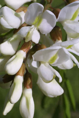 A Closeup Of Leaves From A Black Locust Tree. Wallpaper