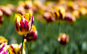 A Closeup Shot Of Colorful Botanical Plants In A Garden Wallpaper