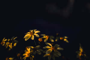 A Closeup View Of A Brilliantly Colorful Yellow Flower Wallpaper