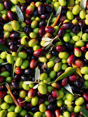 A Cluster Of Fresh Olives In Indian Farm. Wallpaper