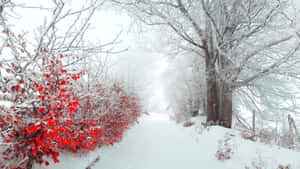 A Collection Of Stunning Winter Flowers Wallpaper