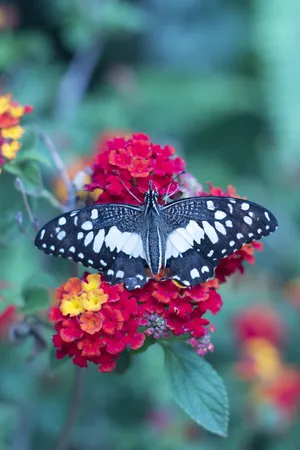 A Colorful Array Of Butterfly Garden Plants Blooming In An Idyllic Outdoor Setting. Wallpaper