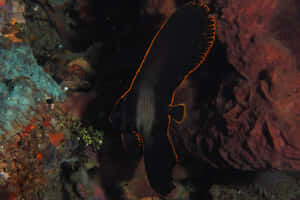 A Colorful Batfish Swimming In The Clear Blue Ocean Wallpaper