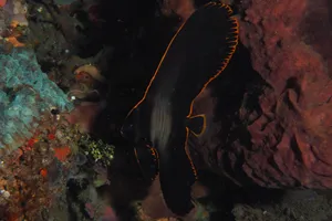 A Colorful Batfish Swimming In The Clear Blue Ocean Wallpaper