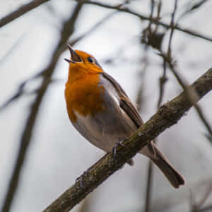 A Colorful Bird Chirping On A Branch Wallpaper