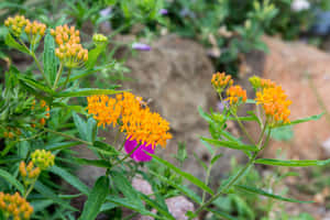 A Colorful Butterfly Weed Up Close Wallpaper